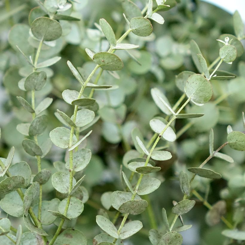Eucalyptus gunnii Azura Cagire - Mostgummi-Eukalyptus (Foliage)