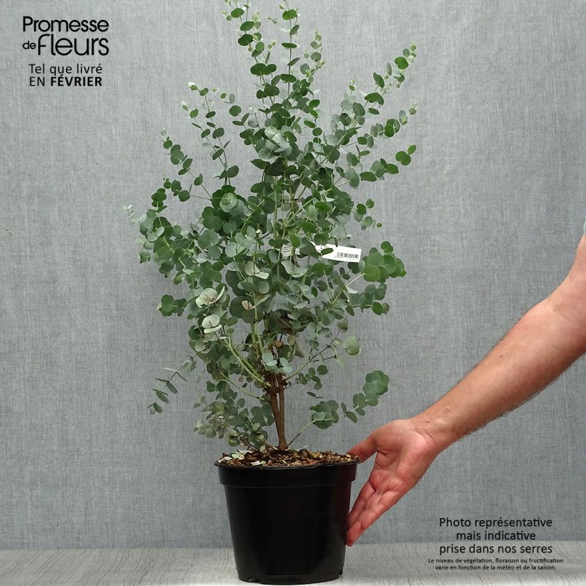 Example of Eucalyptus gunnii Azura Cagire - Mostgummi-Eukalyptus Topf mit 3L/4L as you get in automne