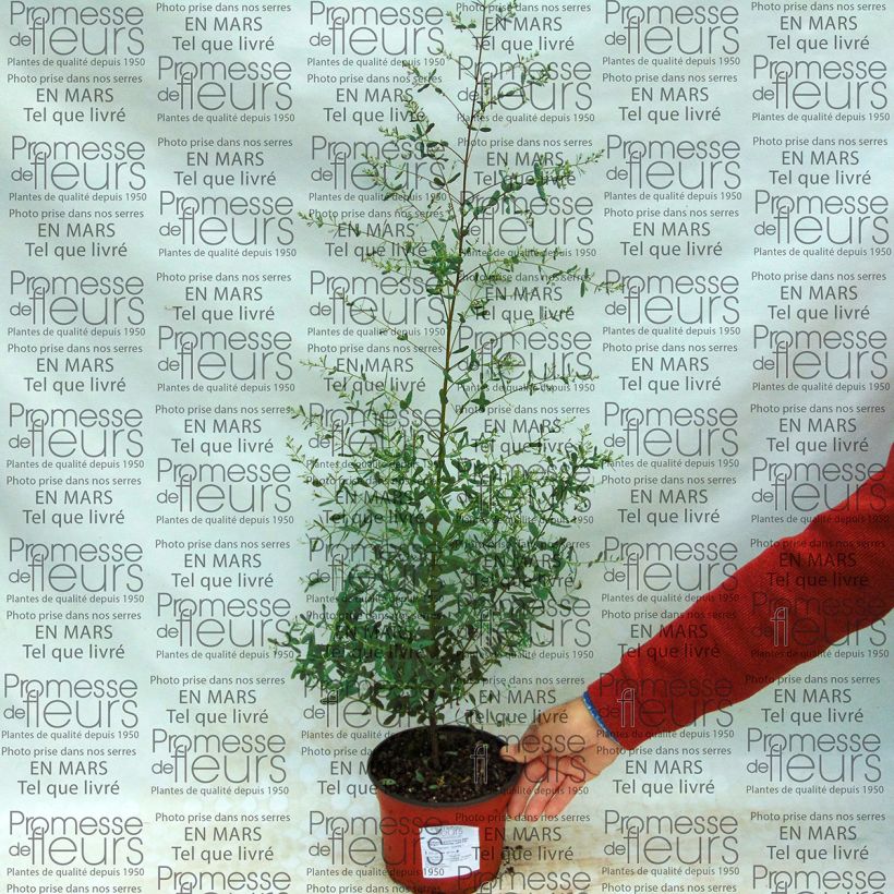 Example of Eucalyptus gunnii France Bleu Rengun - Mostgummi-Eukalyptus Topf mit 1,5L/2L as you get
