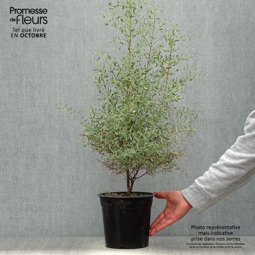 Example of Eucalyptus gunnii France Bleu Rengun - Mostgummi-Eukalyptus Topf mit 3L/4L as you get in automne