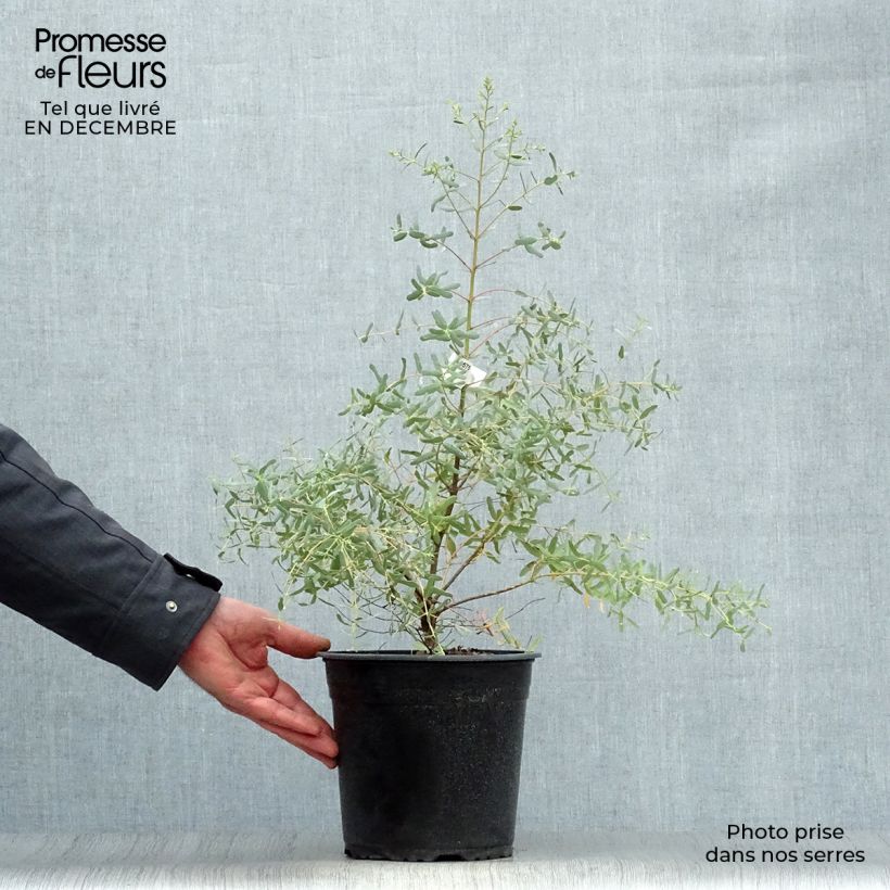 Exemplar von Eucalyptus gunnii France Bleu Rengun - Mostgummi-Eukalyptus Topf mit 3L/4L wie im Winter geliefert