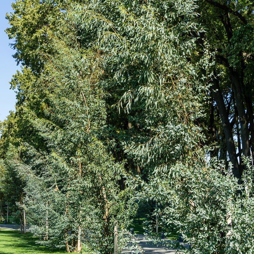 Mostgummi-Eukalyptus - Eucalyptus gunnii (Plant habit)