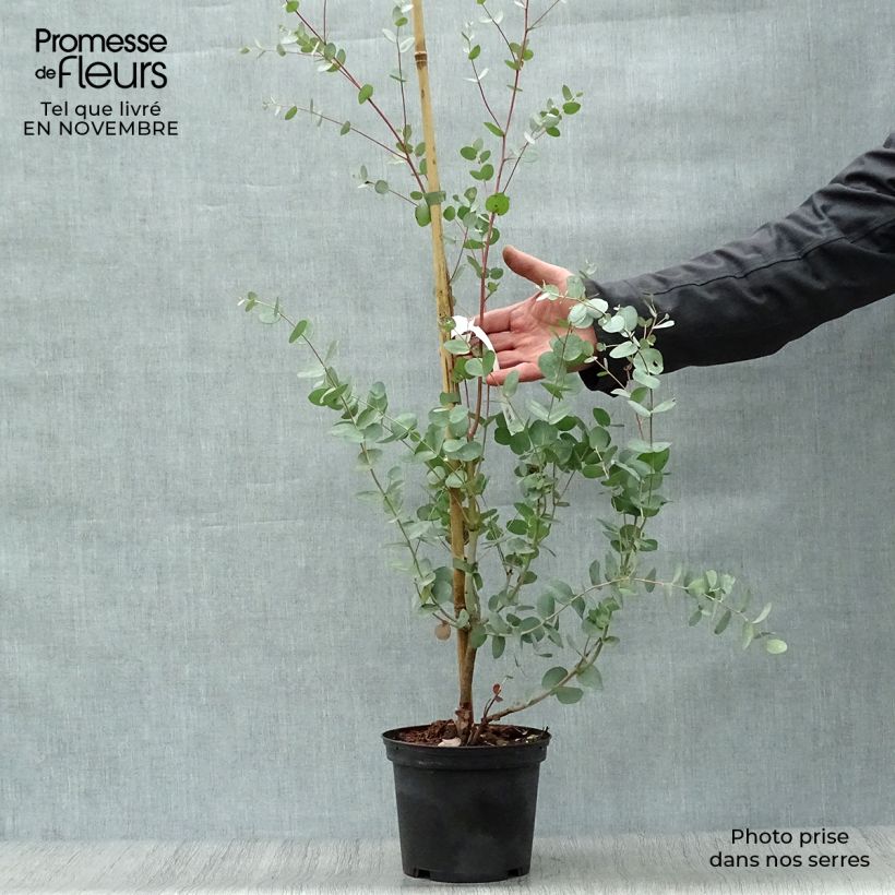 Example of Eucalyptus gunnii Silverana - Mostgummi-Eukalyptus Topf mit 1,5L/2L as you get in automne
