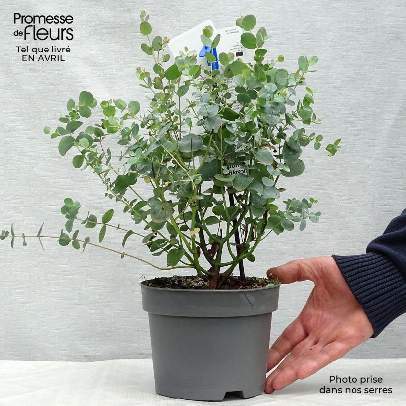 Exemplar von Mostgummi-Eukalyptus - Eucalyptus gunnii Topf mit 2L/3L wie im Frühjahr geliefert