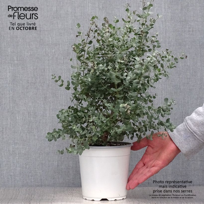 Example of Mostgummi-Eukalyptus - Eucalyptus gunnii Topf mit 2L/3L as you get in automne