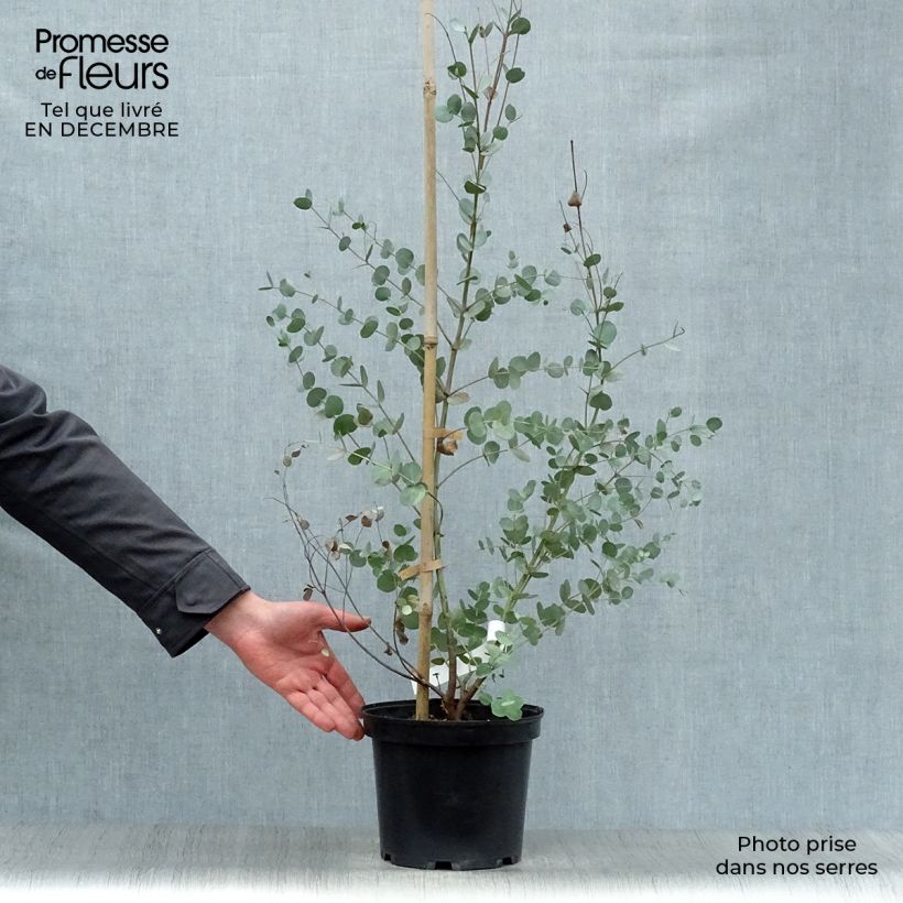 Example of Mostgummi-Eukalyptus - Eucalyptus gunnii Topf mit 4L/5L as you get in hiver