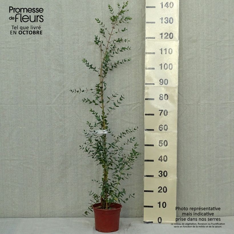 Example of Eucalyptus parvula Kleine Töpfe von 8/9 cm as you get in automne