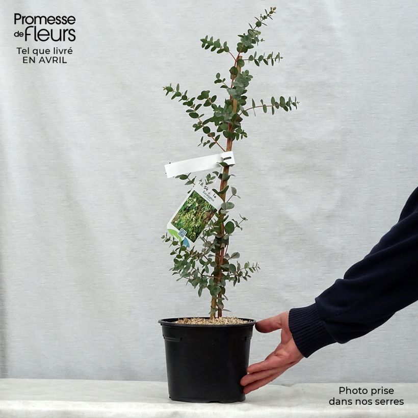 Exemplar von Eucalyptus parvula Topf mit 3L/4L wie im Frühjahr geliefert