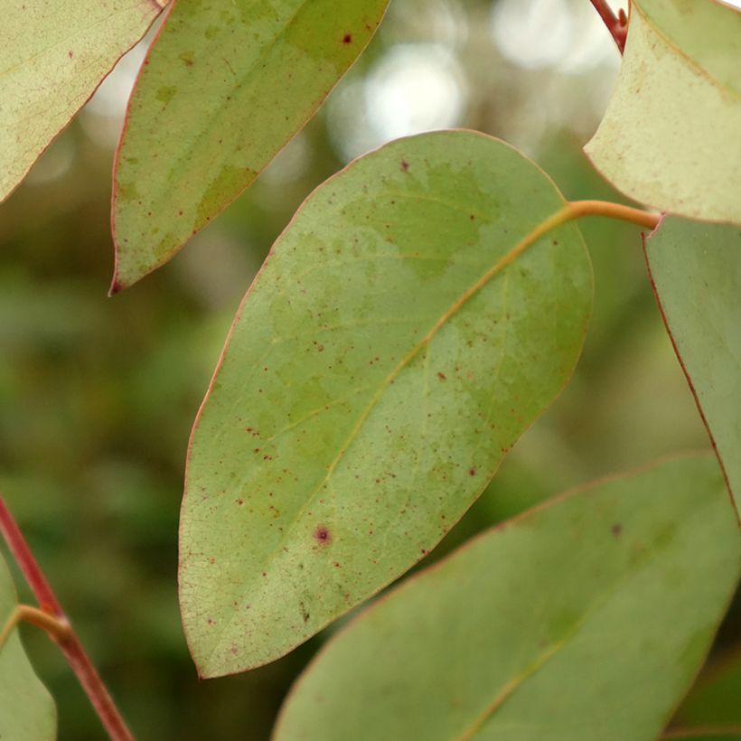Eucalyptus pauciflora subsp. pauciflora Buffalo - Schnee-Eucalyptus (Foliage)