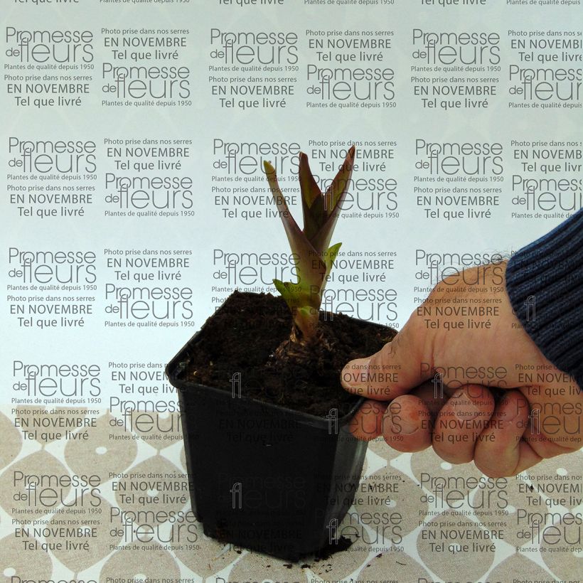 Example of Eucomis humilis Twinkle Stars - Schopflilie Zwiebel size 14+ as you get
