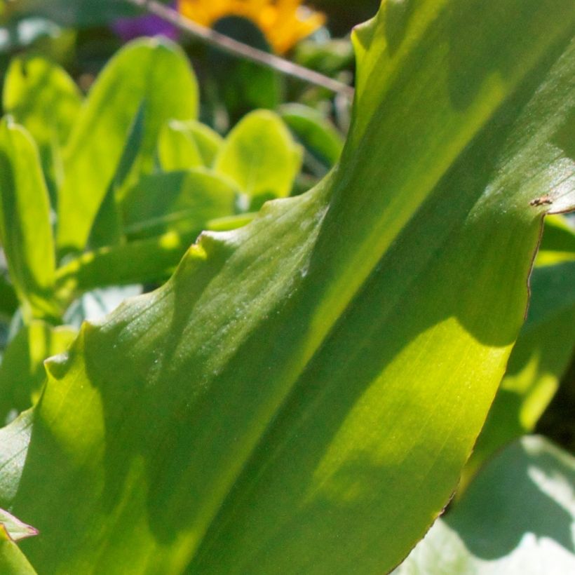 Eucomis autumnalis - Schopflilie (Foliage)
