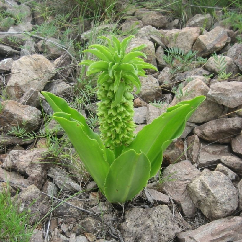 Eucomis autumnalis - Schopflilie (Plant habit)