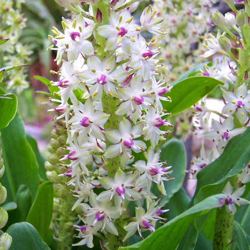 Eucomis bicolor - Schopflilie (Flowering)