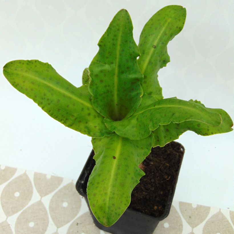 Eucomis bicolor Alba - Schopflilie (Foliage)