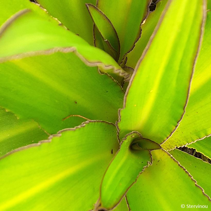 Eucomis comosa Can Can - Schopflilie (Foliage)
