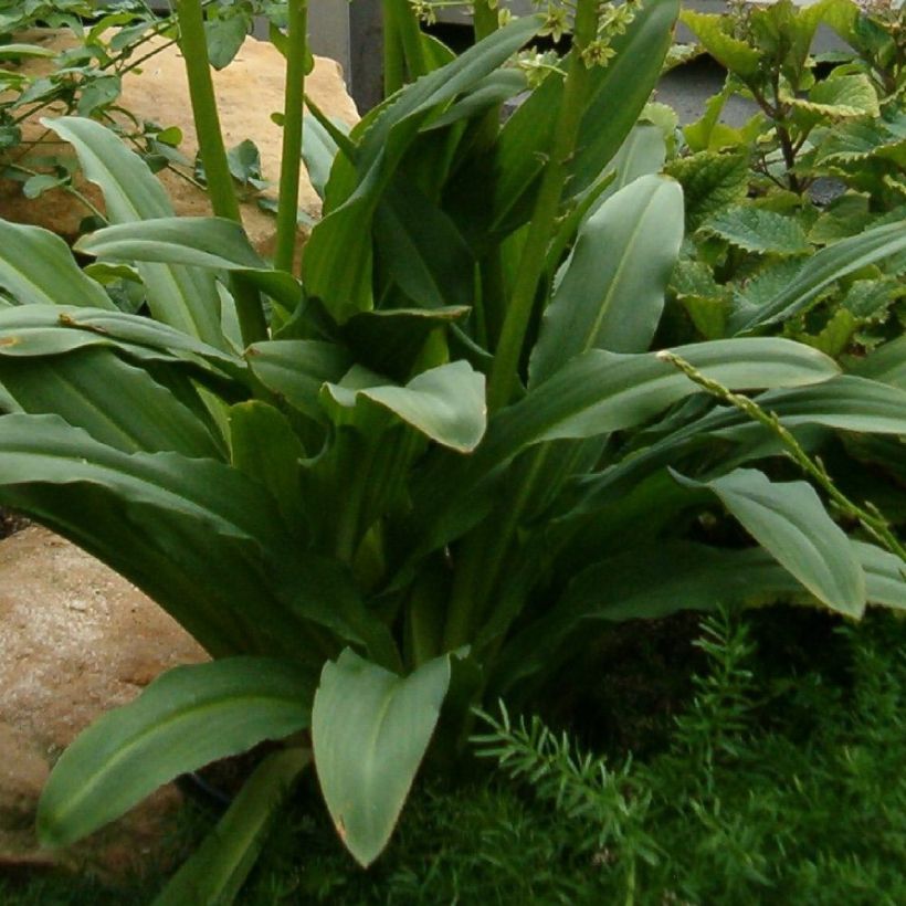 Eucomis pallidiflora subsp. pole-evansii Ssp. Pole-evansii - Schopflilie (Foliage)
