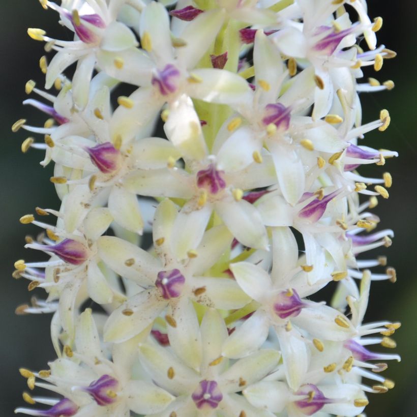 Eucomis pallidiflora subsp. pole-evansii Ssp. Pole-evansii - Schopflilie (Flowering)
