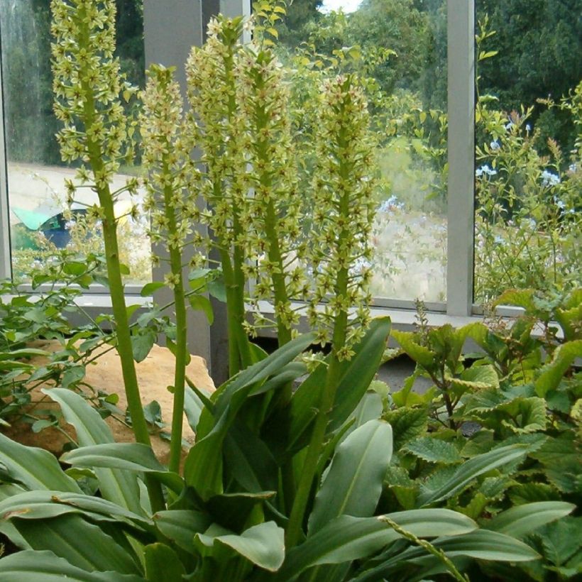 Eucomis pallidiflora subsp. pole-evansii Ssp. Pole-evansii - Schopflilie (Plant habit)