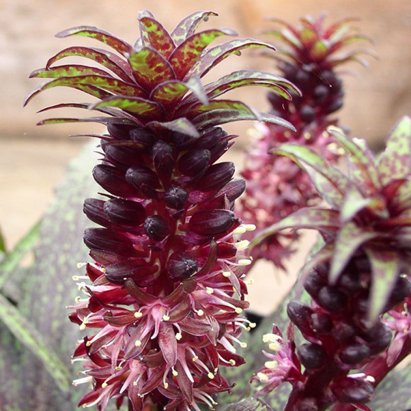 Eucomis vandermerwei - Schopflilie (Flowering)