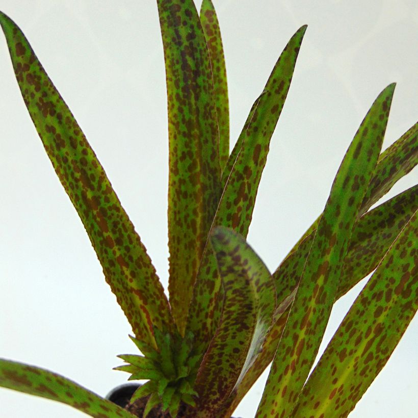 Eucomis vandermerwei Octopus - Schopflilie (Foliage)