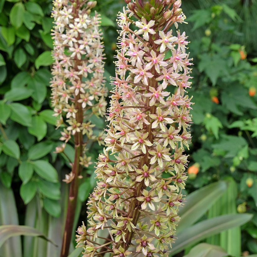 Eucomis comosa Sparkling Burgundy - Schopflilie (Blüte)