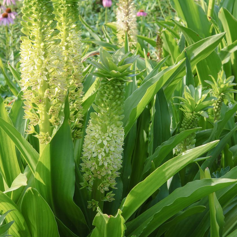 Eucomis comosa Tugela Jade - Schopflilie (Blüte)