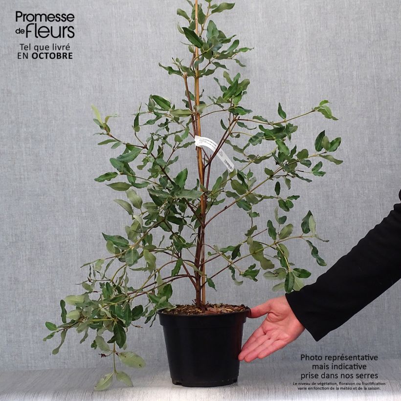 Example of Eucryphia intermedia Rostrevor - Eucryphie Topf mit 3L/4L as you get in automne