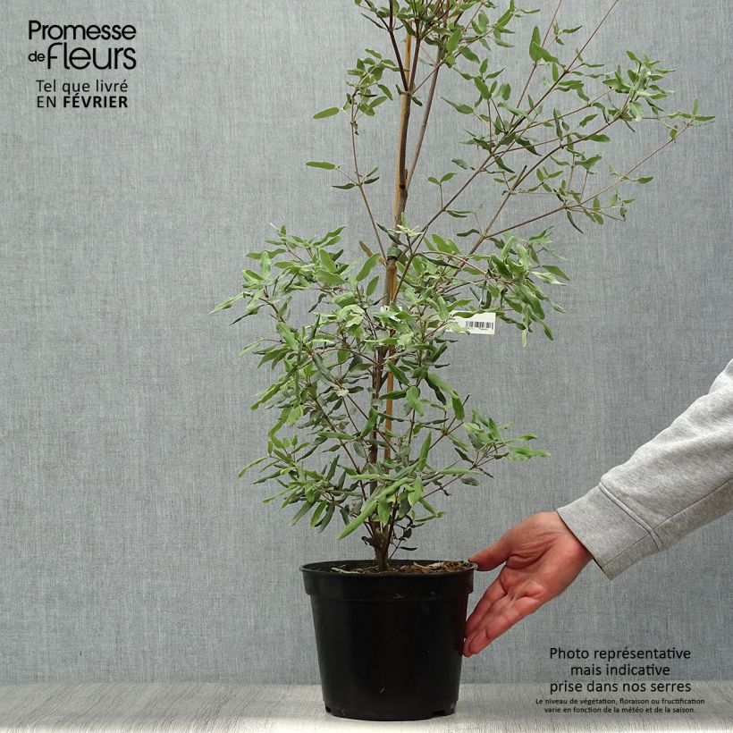 Example of Eucryphia lucida Ballerina - Eucryphie Topf mit 4L/5L as you get in automne