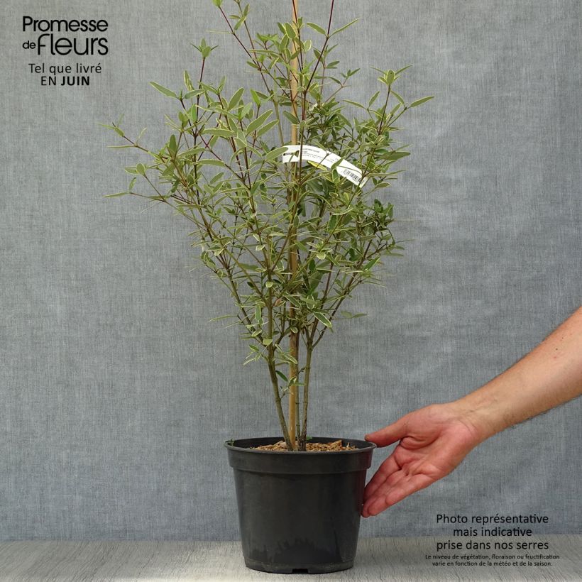 Exemplar von Eucryphia lucida Gilt Edge - Eucryphie Topf mit 4L/5L wie im Sommer geliefert