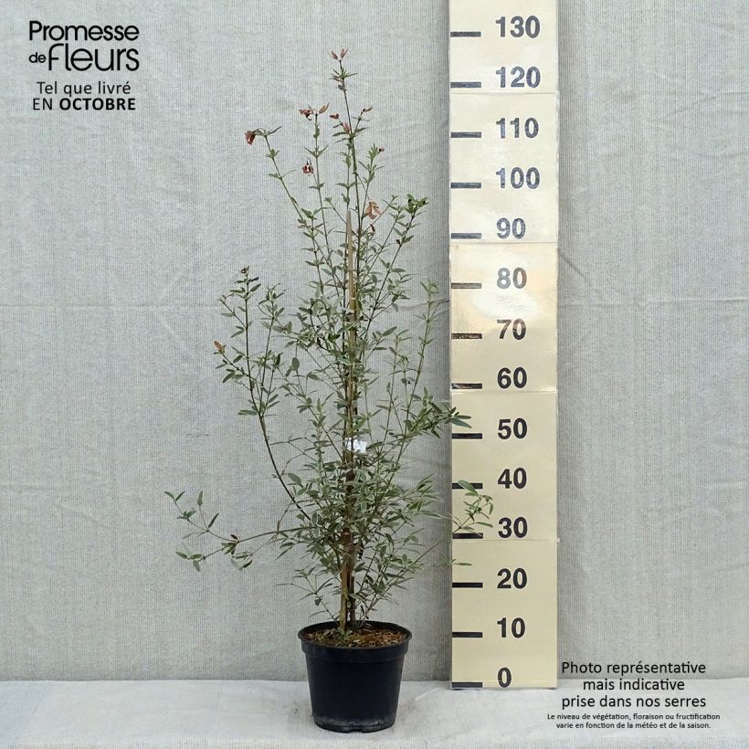 Example of Eucryphia lucida Gilt Edge - Eucryphie Topf mit 4L/5L as you get in automne