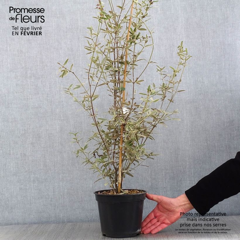 Exemplar von Eucryphia lucida Gilt Edge - Eucryphie Topf mit 4L/5L wie im Winter geliefert