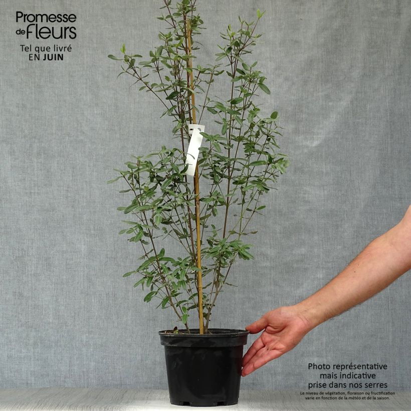Exemplar von Eucryphia lucida Pink cloud - Eucryphie Topf mit 4L/5L wie im Sommer geliefert
