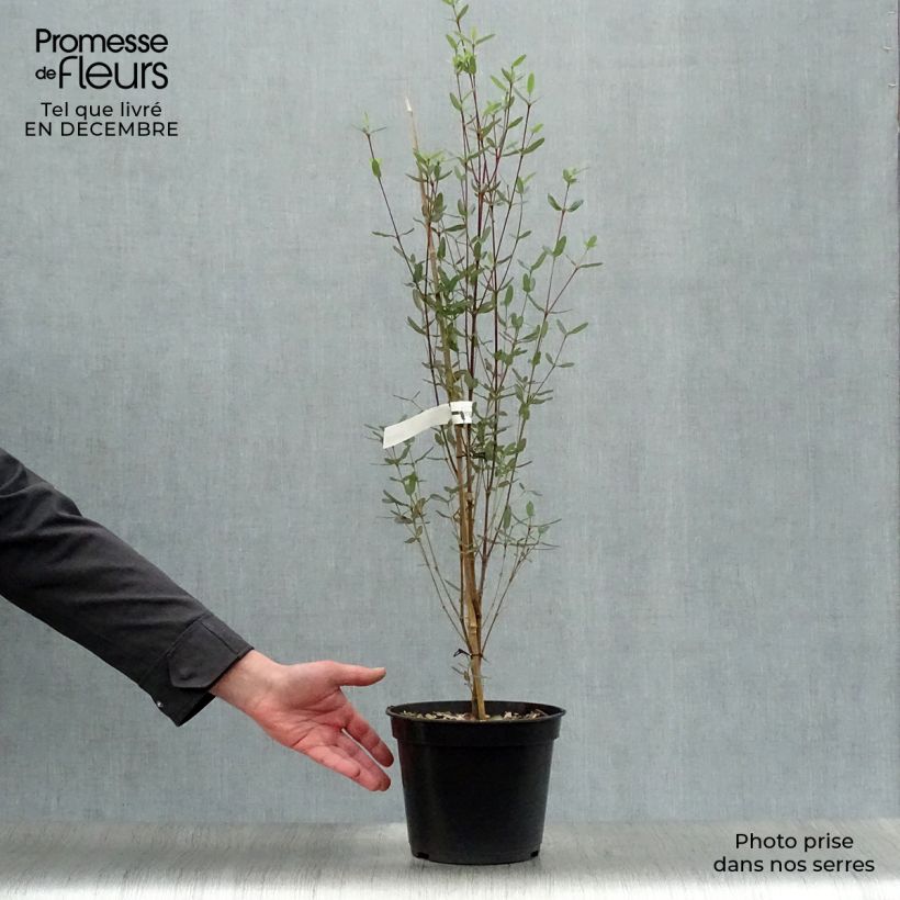 Exemplar von Eucryphia lucida Pink cloud - Eucryphie Topf mit 4L/5L wie im Winter geliefert