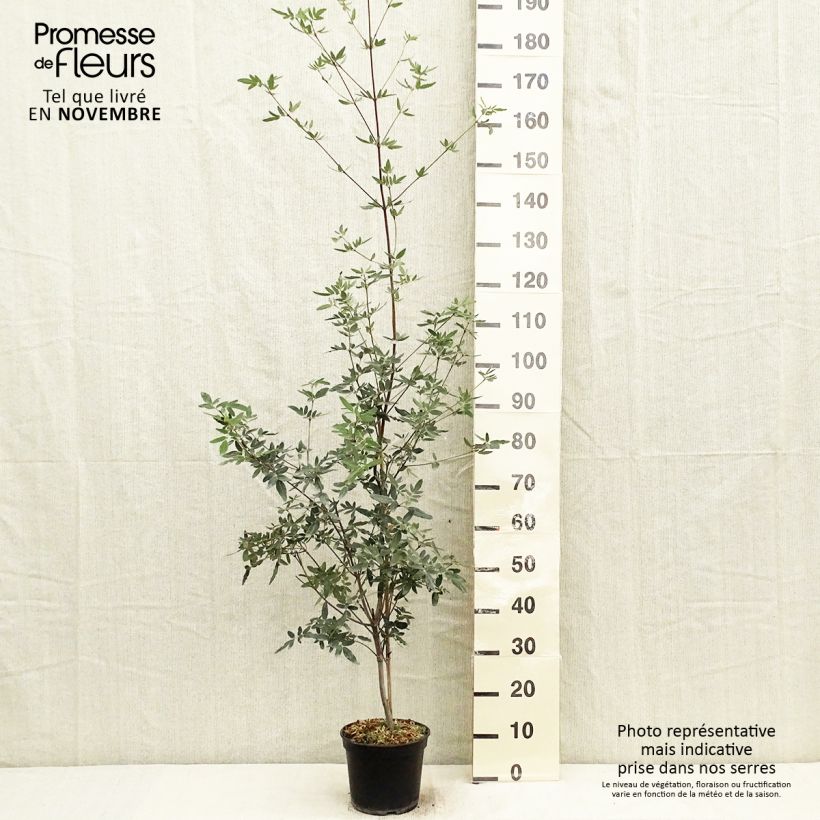 Example of Eucryphia moorei - Eucryphie Topf mit 4L/5L as you get in automne