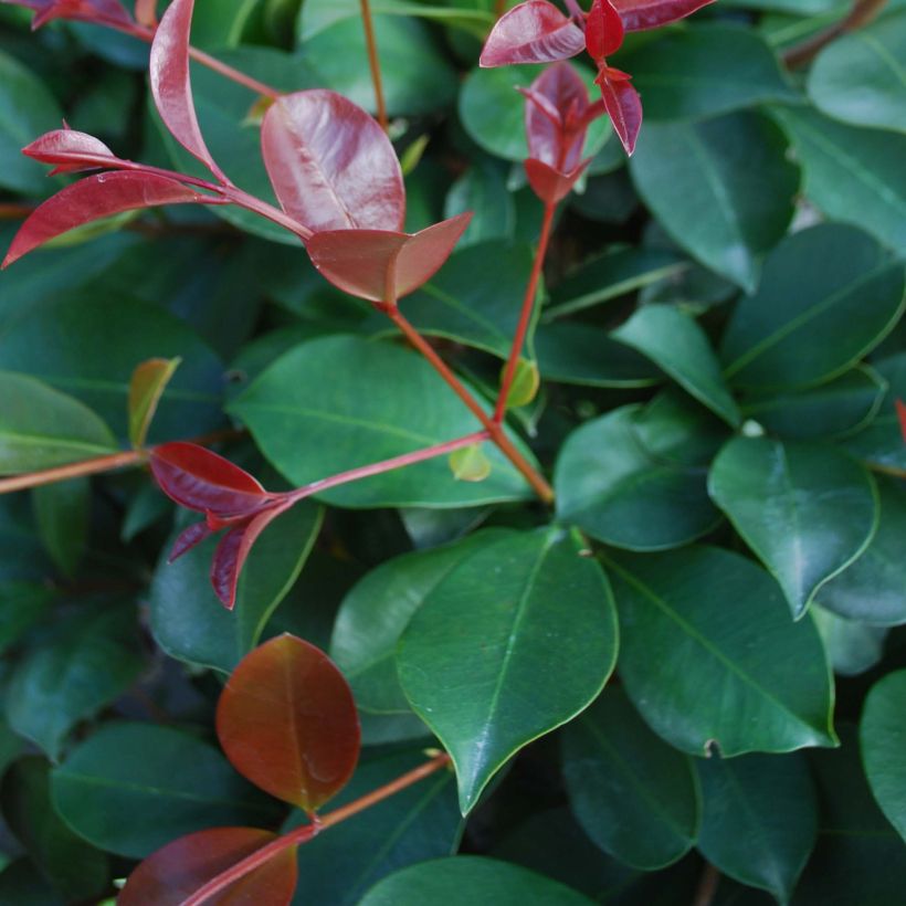 Eugenia uniflora Etna Fire - Eugenie (Foliage)