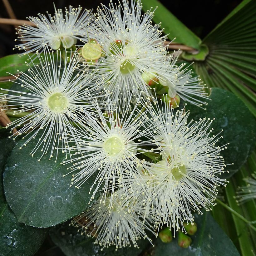 Eugenia uniflora Etna Fire - Eugenie (Flowering)