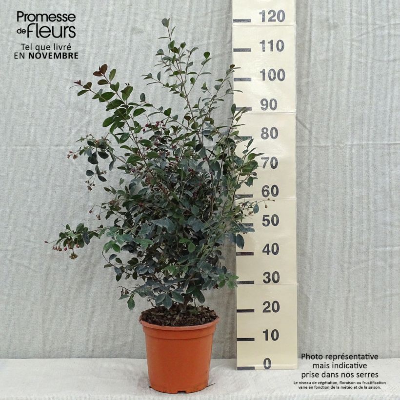 Example of Eugenia uniflora Etna Fire - Eugenie Topf mit 7,5L/10L as you get in automne