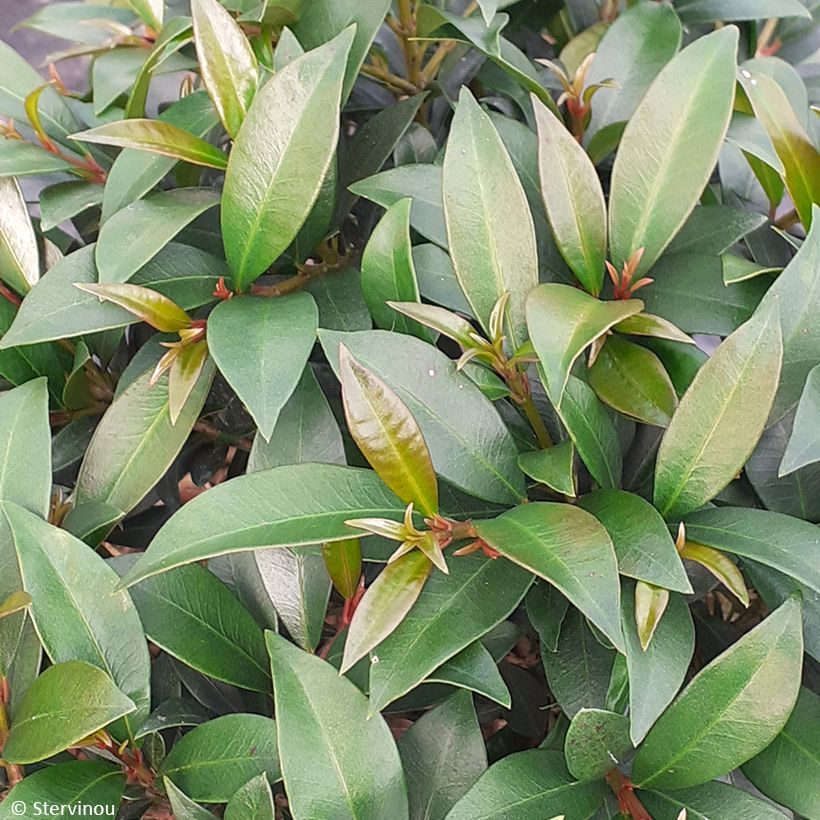 Eugenia myrtifolia Compacta - Eugenie (Foliage)