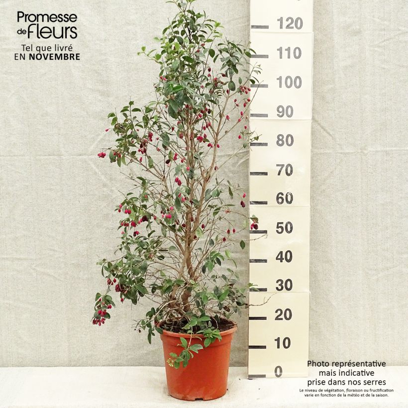 Example of Eugenia myrtifolia New Port - Eugenie Topf mit 4L/5L as you get in automne