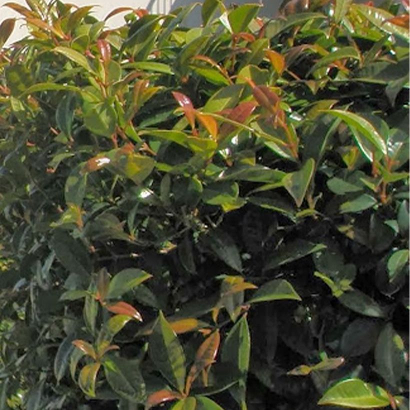 Eugenia myrtifolia New Port - Eugenie (Foliage)