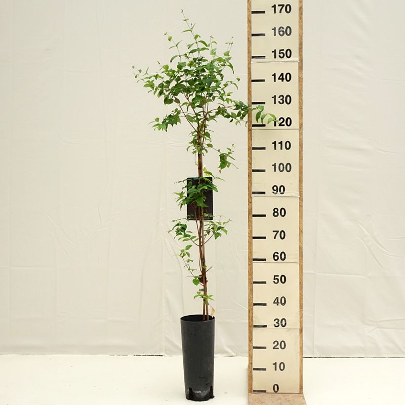 Example of Eugenia uniflora - Eugenie Topf mit 6L/7L as you get in printemps