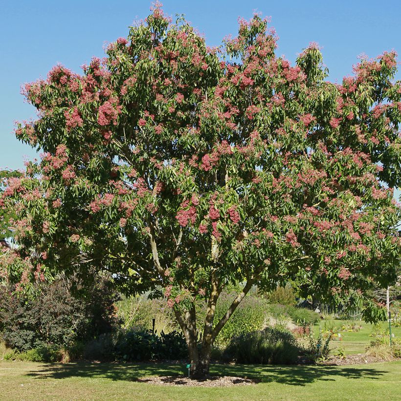Tetradium daniellii - Bienenbaum (Plant habit)