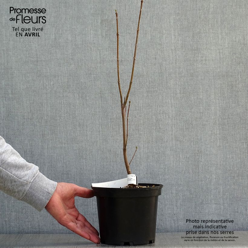 Exemplar von Tetradium daniellii - Bienenbaum Topf mit 2L/3L wie im Frühjahr geliefert