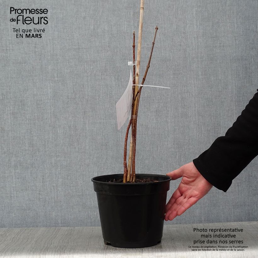 Exemplar von Tetradium daniellii - Bienenbaum Topf mit 4L/5L wie im Winter geliefert