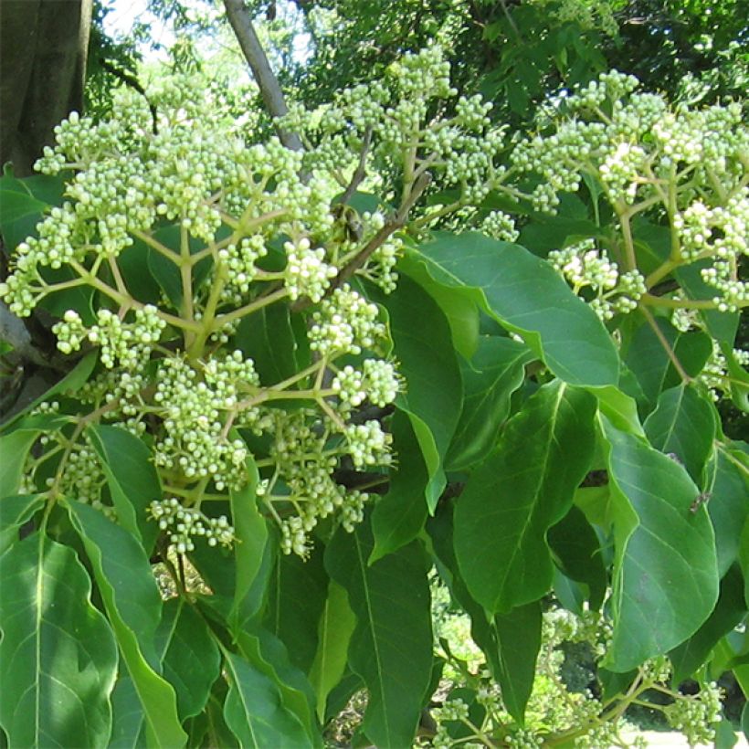 Tetradium daniellii - Bienenbaum (Flowering)