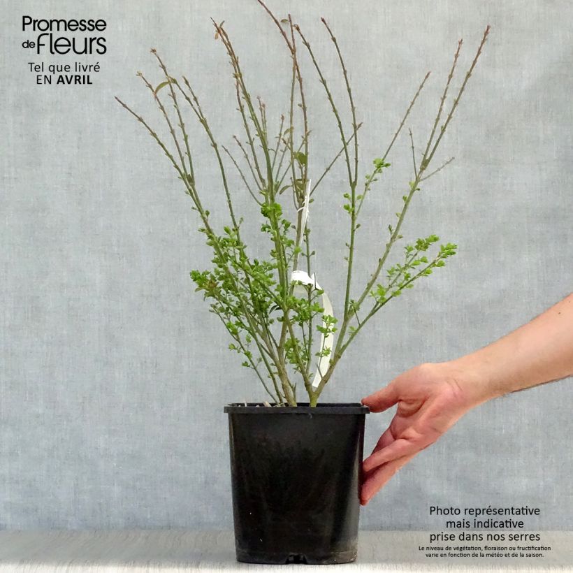 Example of Euonymus alatus Ciliatodentatus - Pfaffenhütchen Topf mit 4L/5L as you get in printemps
