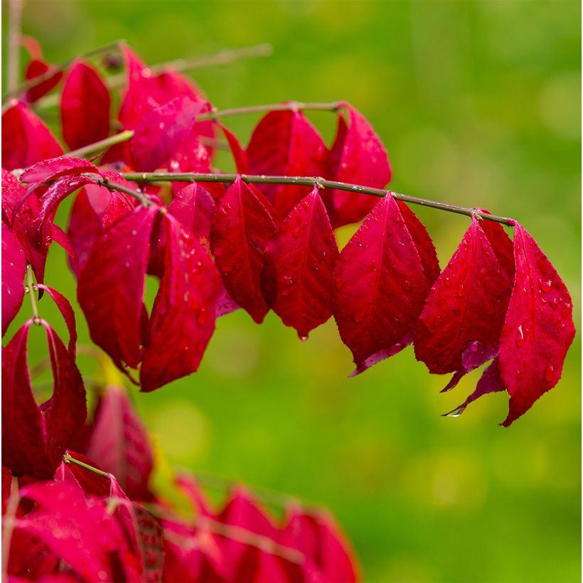Euonymus alatus Ciliatodentatus - Pfaffenhütchen (Foliage)