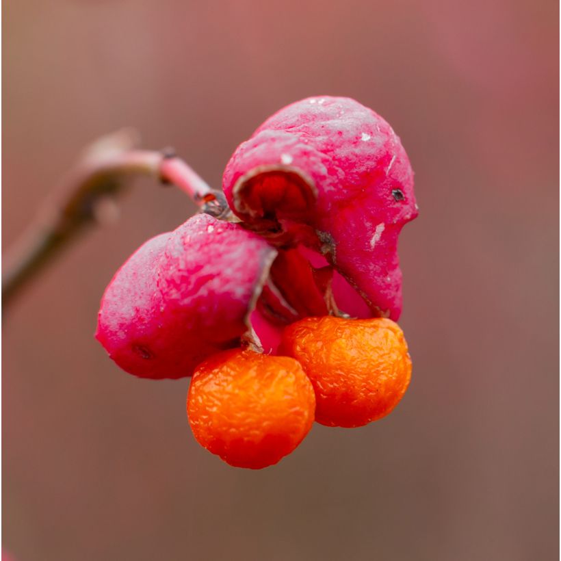 Euonymus alatus Ciliatodentatus - Pfaffenhütchen (Harvest)