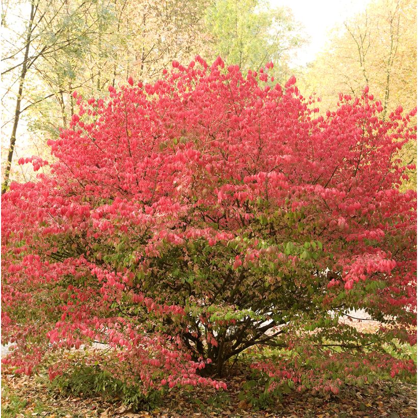 Euonymus alatus Ciliatodentatus - Pfaffenhütchen (Plant habit)