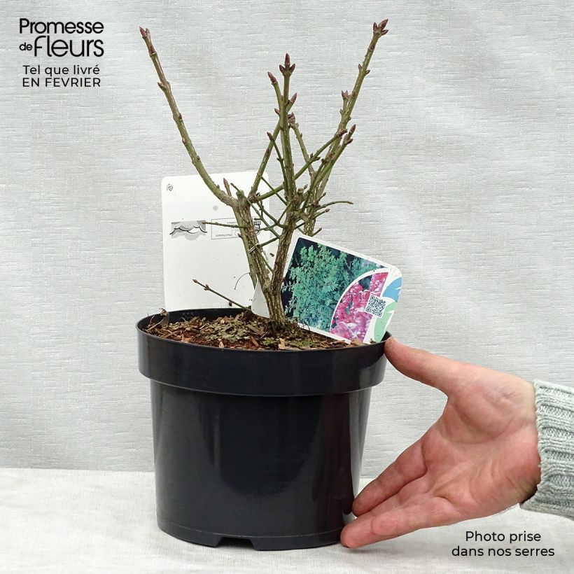Exemplar von Euonymus alatus Compactus - Pfaffenhütchen Topf mit 2L/3L wie im Winter geliefert